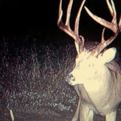 Listen to deer death, watch music videos, read bio, see tour dates & more!